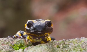 Salamandra. Foto: Jordi Novell